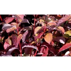 Rødgrenet Kornel 'Sibirica' - Cornus Alba 'Sibirica' - Hækplanter -Plantetorvet fi14314 cornus alba sibirica 12d8 1