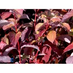 Rødgrenet Kornel 'Sibirica' Cornus Alba 'Sibirica' Barrods,- 1 års (0/1) 50-80 Cm. -Plantetorvet fi14314 cornus alba sibirica 12d8