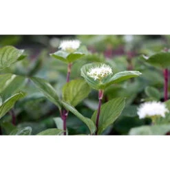 Rødgrenet Kornel 'Sibirica' - Cornus Alba 'Sibirica' - Hækplanter -Plantetorvet fi14314 cornus alba sibirica 9caf 1