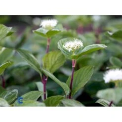 Rødgrenet Kornel 'Sibirica' Cornus Alba 'Sibirica' Barrods,- 1 års (0/1) 50-80 Cm. -Plantetorvet fi14314 cornus alba sibirica 9caf