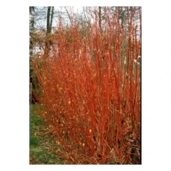 Rødgrenet Kornel 'Sibirica' - Cornus Alba 'Sibirica' - Hækplanter -Plantetorvet fi14314 cornus alba sibirica add9 1