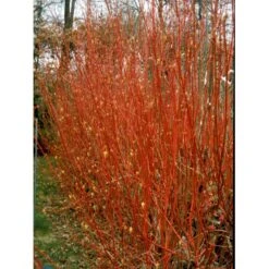 Rødgrenet Kornel 'Sibirica' Cornus Alba 'Sibirica' Barrods,- 1 års (0/1) 50-80 Cm. -Plantetorvet fi14314 cornus alba sibirica add9