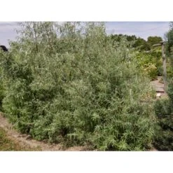 Smalbladet Sølvblad Elaeagnus Angustifolia Solitær Busk 125-150 Cm., Med Klump 4 Smalbladet Sølvblad Elaeagnus Angustifolia Solitær Busk 125-150 Cm., Med Klump -Plantetorvet fi14582 elaeagnus angustifolia 0be2