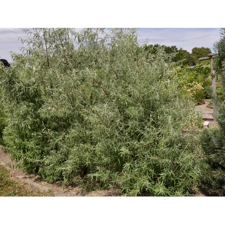 Smalbladet Sølvblad Elaeagnus Angustifolia Solitær busk 125-150 cm., med klump Smalbladet Sølvblad Elaeagnus Angustifolia Solitær Busk 125-150 Cm., Med Klump -Plantetorvet fi14582 elaeagnus angustifolia 0be2