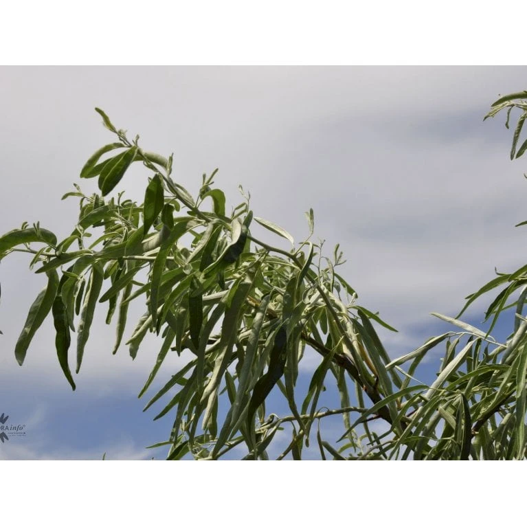 Smalbladet Sølvblad Elaeagnus Angustifolia Solitær busk 125-150 cm., med klump Smalbladet Sølvblad Elaeagnus Angustifolia Solitær Busk 125-150 Cm., Med Klump -Plantetorvet fi14582 elaeagnus angustifolia b74b