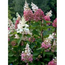 Syrén-Hortensia 'Pinky-Winky' ® Hydrangea Paniculata 'Pinky-winky' ® Potte 4,0 Liter,- 40-50 Cm. 11 Syrén-Hortensia 'Pinky-Winky' ® Hydrangea Paniculata 'Pinky-winky' ® Potte 4,0 Liter,- 40-50 Cm. -Plantetorvet fi15201 hydrangea paniculata pinky winky 007d