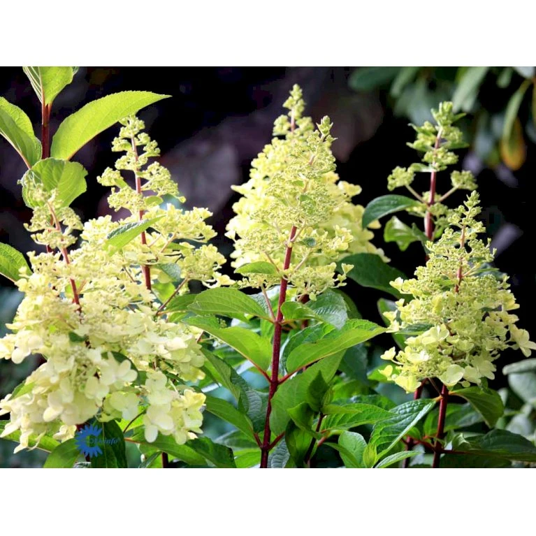 Syrén-Hortensia 'Pinky-Winky' ® Hydrangea Paniculata 'Pinky-winky' ® Potte 4,0 liter,- 40-50 cm. Syrén-Hortensia 'Pinky-Winky' ® Hydrangea Paniculata 'Pinky-winky' ® Potte 4,0 Liter,- 40-50 Cm. -Plantetorvet fi15201 hydrangea paniculata pinky winky ee93