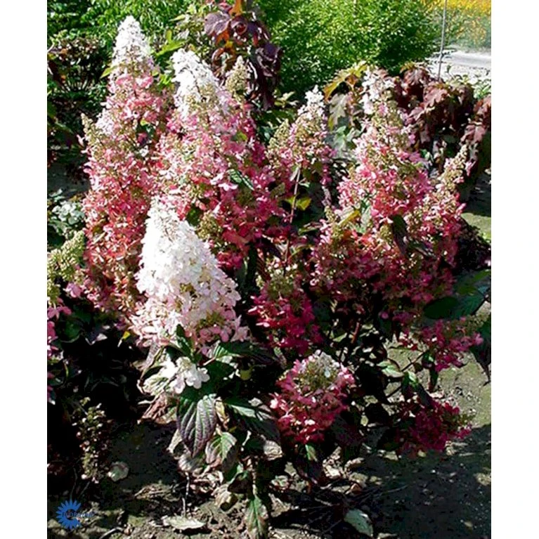 Syrén-Hortensia 'Pinky-Winky' ® Hydrangea Paniculata 'Pinky-winky' ® Potte 4,0 liter,- 40-50 cm. Syrén-Hortensia 'Pinky-Winky' ® Hydrangea Paniculata 'Pinky-winky' ® Potte 4,0 Liter,- 40-50 Cm. -Plantetorvet fi15201 hydrangea paniculata pinky winky f9a8