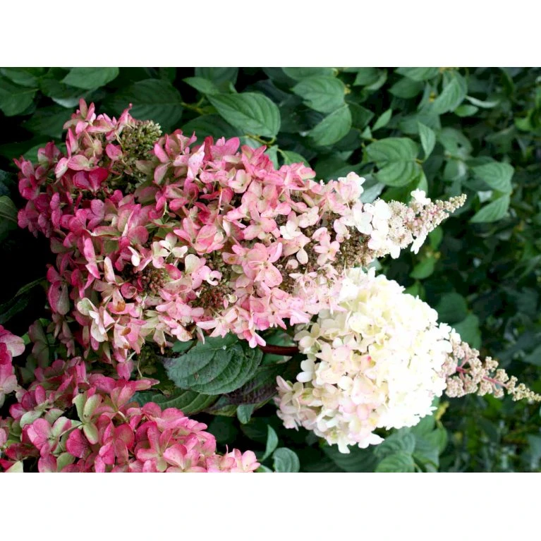 Syrén-Hortensia 'Pinky-Winky' ® Hydrangea Paniculata 'Pinky-winky' ® Potte 4,0 liter,- 40-50 cm. Syrén-Hortensia 'Pinky-Winky' ® Hydrangea Paniculata 'Pinky-winky' ® Potte 4,0 Liter,- 40-50 Cm. -Plantetorvet fi15201 hydrangea paniculata pinky winky fe50