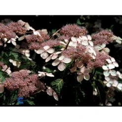 Japansk Hortensia 'Bluebird' Hydrangea Serrata 'Bluebird' 3,5 Liter Potte 4 Japansk Hortensia 'Bluebird' Hydrangea Serrata 'Bluebird' 3,5 Liter Potte -Plantetorvet fi15219 hydrangea serrata bluebird 922a