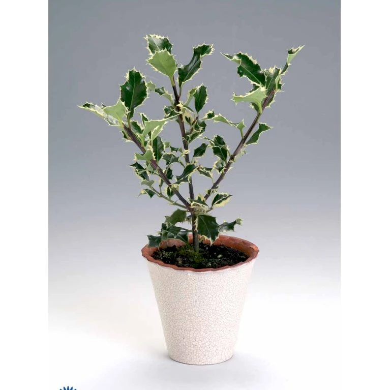 Kristtorn Ilex Aquifolium Med klump,- 150-175 cm. Kristtorn Ilex Aquifolium Med Klump,- 150-175 Cm. -Plantetorvet fi15282 ilex aquifolium 0a56