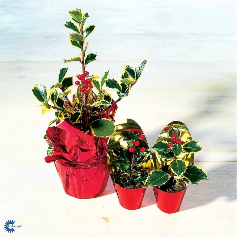 Kristtorn Ilex Aquifolium Med klump,- 150-175 cm. Kristtorn Ilex Aquifolium Med Klump,- 150-175 Cm. -Plantetorvet fi15282 ilex aquifolium 18e9