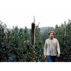 Kristtorn Ilex Aquifolium Med Klump,- 150-175 Cm. 5 Kristtorn Ilex Aquifolium Med Klump,- 150-175 Cm. -Plantetorvet fi15282 ilex aquifolium 2710