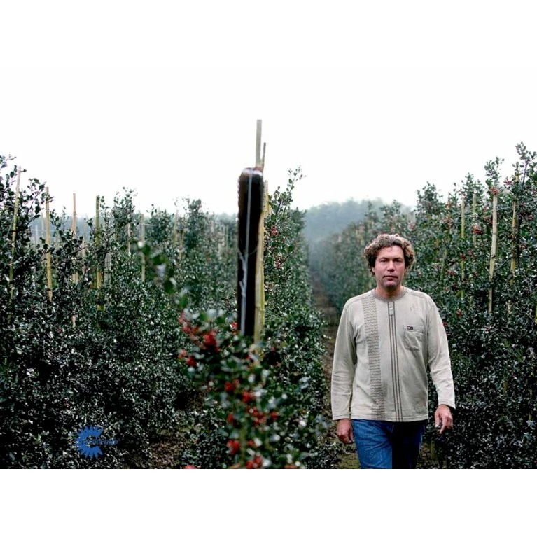 Kristtorn Ilex Aquifolium Med klump,- 150-175 cm. Kristtorn Ilex Aquifolium Med Klump,- 150-175 Cm. -Plantetorvet fi15282 ilex aquifolium 2710