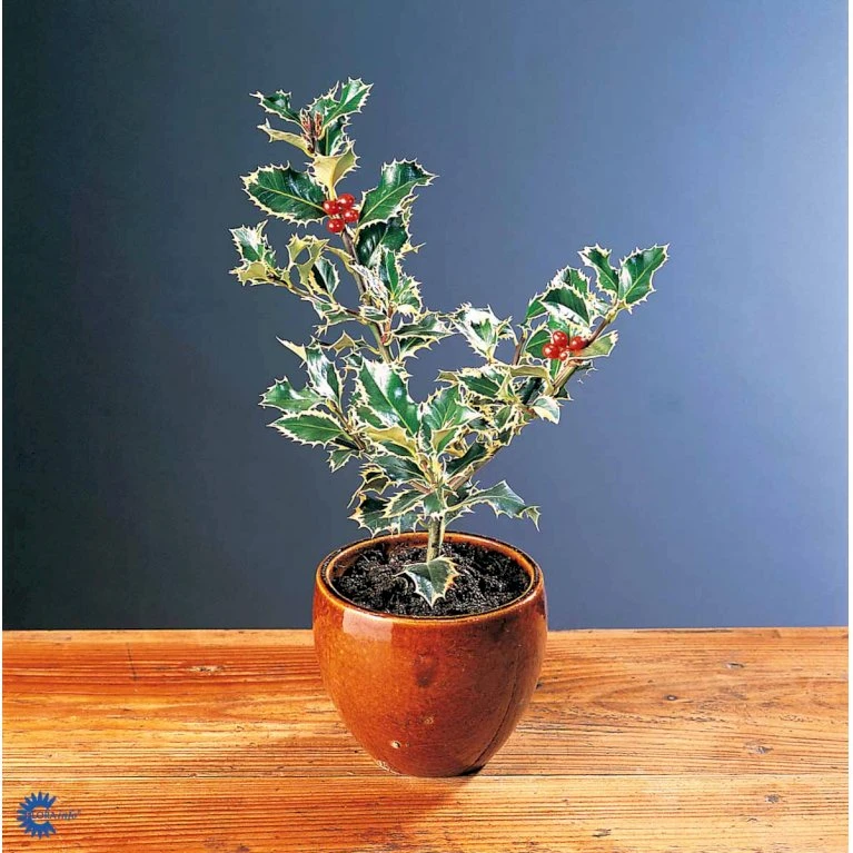 Kristtorn Ilex Aquifolium Med klump,- 150-175 cm. Kristtorn Ilex Aquifolium Med Klump,- 150-175 Cm. -Plantetorvet fi15282 ilex aquifolium 31e0