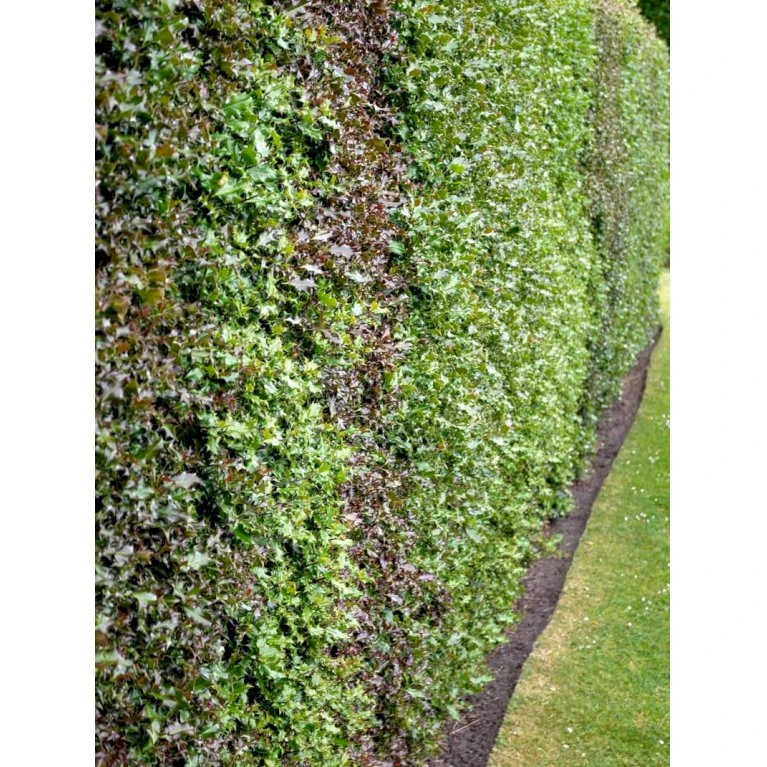 Kristtorn Ilex Aquifolium Med klump,- 150-175 cm. Kristtorn Ilex Aquifolium Med Klump,- 150-175 Cm. -Plantetorvet fi15282 ilex aquifolium 5ebc