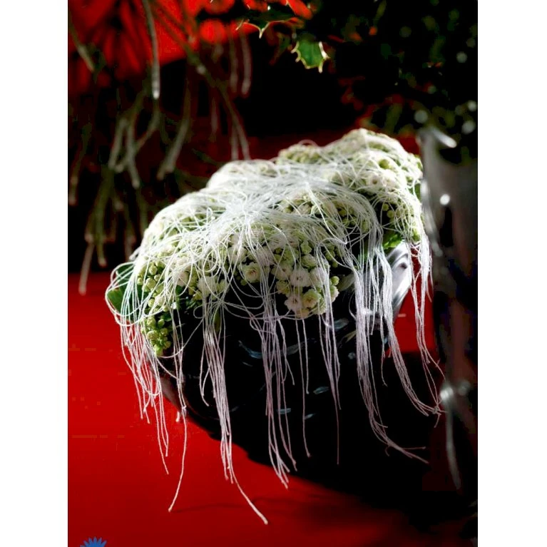 Kristtorn Ilex Aquifolium Med klump,- 150-175 cm. Kristtorn Ilex Aquifolium Med Klump,- 150-175 Cm. -Plantetorvet fi15282 ilex aquifolium 7082