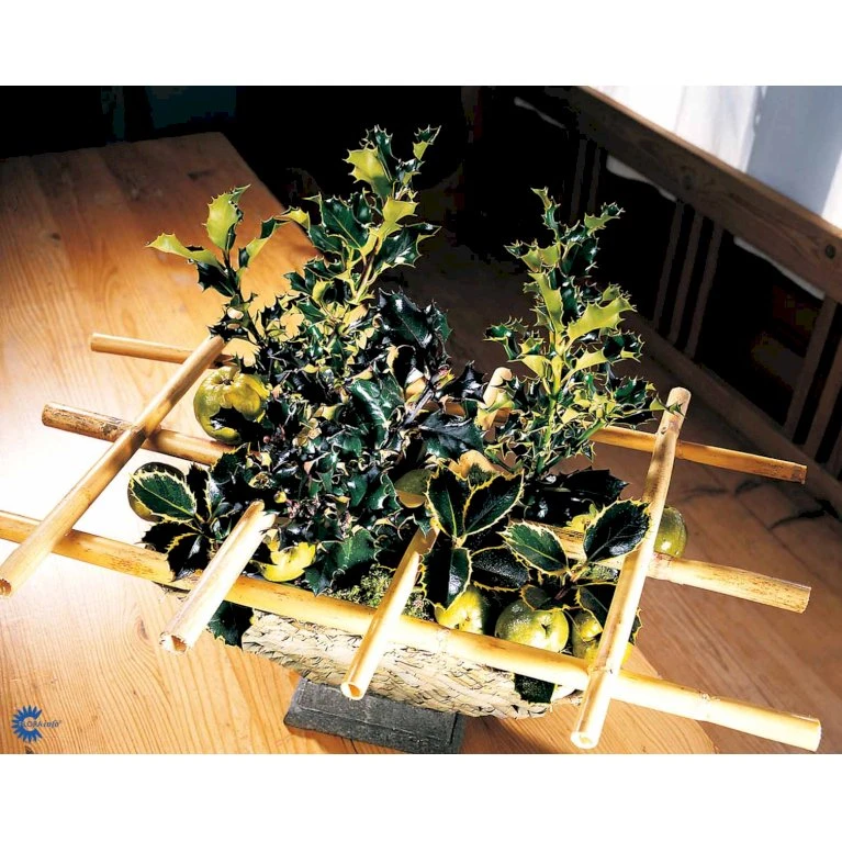 Kristtorn Ilex Aquifolium Med klump,- 150-175 cm. Kristtorn Ilex Aquifolium Med Klump,- 150-175 Cm. -Plantetorvet fi15282 ilex aquifolium 87e7