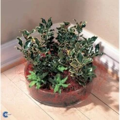 Kristtorn Ilex Aquifolium Med Klump,- 150-175 Cm. 14 Kristtorn Ilex Aquifolium Med Klump,- 150-175 Cm. -Plantetorvet fi15282 ilex aquifolium f221