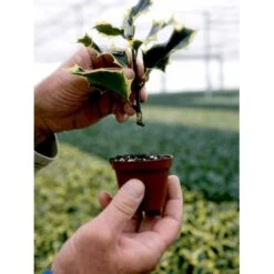 Kristtorn Ilex Aquifolium Med Klump,- 150-175 Cm. 7 Kristtorn Ilex Aquifolium Med Klump,- 150-175 Cm. -Plantetorvet fi15282 ilex aquifolium f30e