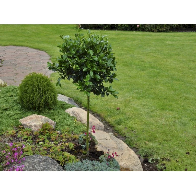 Kristtorn 'Blue Prince' Ilex Meserveae 'Blue Prince' Med klump,- 125-150 cm. Kristtorn 'Blue Prince' Ilex Meserveae 'Blue Prince' Med Klump,- 125-150 Cm. -Plantetorvet fi15329 ilex meserveae blue prince 60d5