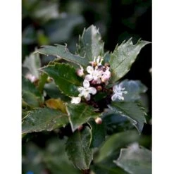 Kristtorn 'Blue Prince' Ilex Meserveae 'Blue Prince' Med Klump,- 125-150 Cm. 6 Kristtorn 'Blue Prince' Ilex Meserveae 'Blue Prince' Med Klump,- 125-150 Cm. -Plantetorvet fi15329 ilex meserveae blue prince f98d