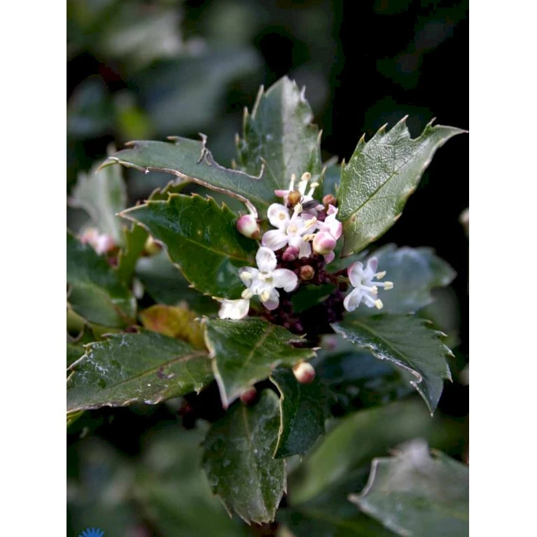 Kristtorn 'Blue Prince' Ilex Meserveae 'Blue Prince' Med klump,- 125-150 cm. Kristtorn 'Blue Prince' Ilex Meserveae 'Blue Prince' Med Klump,- 125-150 Cm. -Plantetorvet fi15329 ilex meserveae blue prince f98d