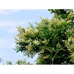 Storbladet Liguster Ligustrum Ovalifolium Potte 15 Liter,- 150-175 Cm. -Plantetorvet fi15444 ligustrum ovalifolium 1848 1