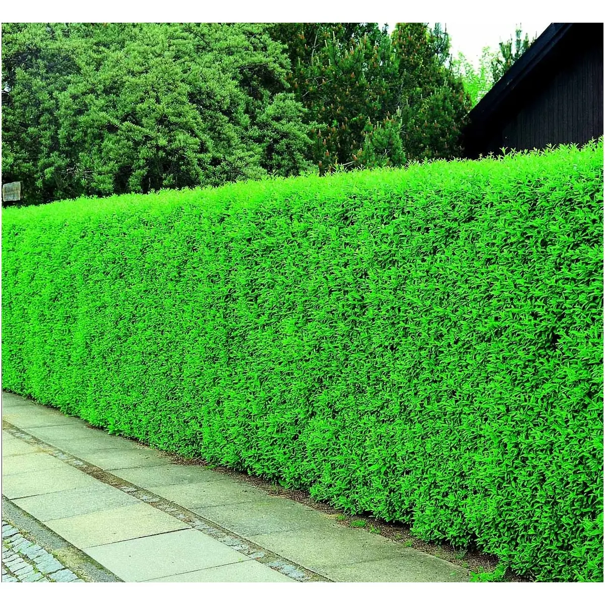 Ligusterhæk – Køb liguster hækplanter og liguster hæk på tilbu Ligusterhæk – Køb Liguster Hækplanter Og Liguster Hæk På Tilbu -Plantetorvet fi15453 ligustrum vulgare liga d94e