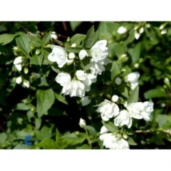 Uægte Jasmin 'Manteau D'Hermine' Philadelphus 'Manteau D'Hermine' Potte 4,0 Liter,- 30-40 Cm. -Plantetorvet fi15615 philadelphus manteau d hermine eea3