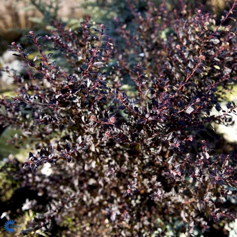 Blærespiræa 'Little Devil' Physocarpus Opulif. 'Little Devil' (r) 3,5 liter potte Blærespiræa 'Little Devil' Physocarpus Opulif. 'Little Devil' (r) 3,5 Liter Potte -Plantetorvet fi15668 physocarpus opulif little devil r 54c2
