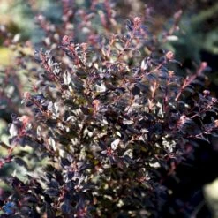 Blærespiræa 'Little Devil' Physocarpus Opulif. 'Little Devil' (r) 3,5 Liter Potte 5 Blærespiræa 'Little Devil' Physocarpus Opulif. 'Little Devil' (r) 3,5 Liter Potte -Plantetorvet fi15668 physocarpus opulif little devil r b91f