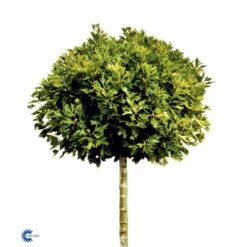 Platan 'Håkon' Platanus Acerifolia 'Håkon' Heister 175-200 Cm. Med Potte -Plantetorvet fi15724 platanus acerifolia alpens globe 890d