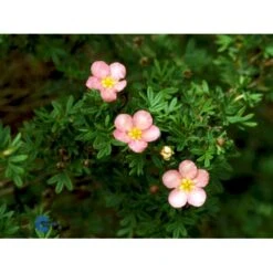 Pink Buskpotentil 'Lovely Pink' Potentilla Fruticosa 'Lovely Pink' Plug + 2 års, 20-40 Cm. 11 Pink Buskpotentil 'Lovely Pink' Potentilla Fruticosa 'Lovely Pink' Plug + 2 års, 20-40 Cm. -Plantetorvet fi15836 potentilla fruticosa pink beauty c8a8