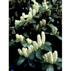 Kirsebærlaurbær 'Caucasica' Prunus Laurocerasus 'Caucasica' Med Klump,- 125-150 Cm. -Plantetorvet fi15868 prunus laurocerasus caucasica 0755