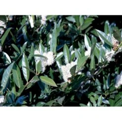 Kirsebærlaurbær 'Otto Luyken' Prunus Laurocerasus 'Otto Luyken' Potte 3,5 Liter 20-30 Cm. -Plantetorvet fi15885 prunus laurocerasus otto luyken 3afb