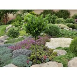 Kirsebærlaurbær 'Otto Luyken' Prunus Laurocerasus 'Otto Luyken' Potte 3,5 Liter 20-30 Cm. -Plantetorvet fi15885 prunus laurocerasus otto luyken 4ead