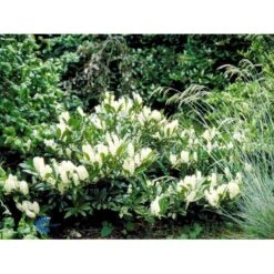 Kirsebærlaurbær 'Otto Luyken' Prunus Laurocerasus 'Otto Luyken' Potte 3,5 Liter 20-30 Cm. -Plantetorvet fi15885 prunus laurocerasus otto luyken 9929