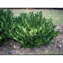 Kirsebærlaurbær 'Otto Luyken' Prunus Laurocerasus 'Otto Luyken' Potte 3,5 Liter 20-30 Cm. -Plantetorvet fi15885 prunus laurocerasus otto luyken b4f5