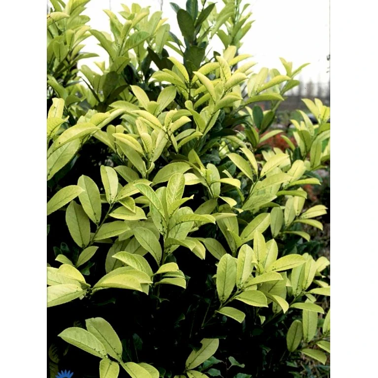 Hæk-Kirsebærlaurbær 'Rotundifolia' Prunus Laurocerasus 'Rotundifolia' Potte 10 liter,- 100-125 cm. Hæk-Kirsebærlaurbær 'Rotundifolia' Prunus Laurocerasus 'Rotundifolia' Potte 10 Liter,- 100-125 Cm. -Plantetorvet fi15894 prunus laurocerasus rotundifolia 2699