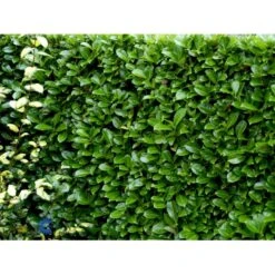 Hæk-Kirsebærlaurbær 'Rotundifolia' Prunus Laurocerasus 'Rotundifolia' Potte 10 Liter,- 100-125 Cm. 7 Hæk-Kirsebærlaurbær 'Rotundifolia' Prunus Laurocerasus 'Rotundifolia' Potte 10 Liter,- 100-125 Cm. -Plantetorvet fi15894 prunus laurocerasus rotundifolia de35