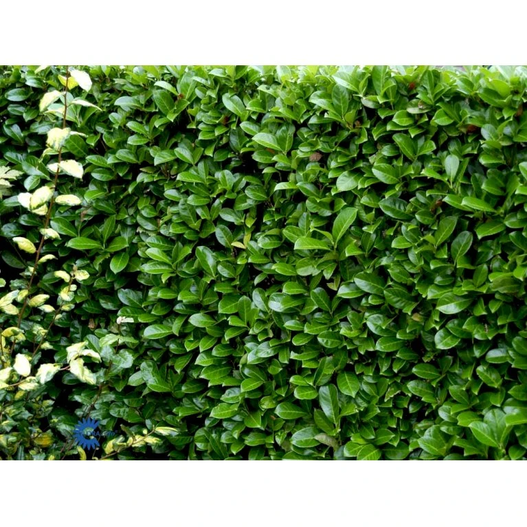 Hæk-Kirsebærlaurbær 'Rotundifolia' Prunus Laurocerasus 'Rotundifolia' Potte 10 liter,- 100-125 cm. Hæk-Kirsebærlaurbær 'Rotundifolia' Prunus Laurocerasus 'Rotundifolia' Potte 10 Liter,- 100-125 Cm. -Plantetorvet fi15894 prunus laurocerasus rotundifolia de35