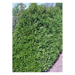 Portugisisk Kirsebærlaurbær - Prunus Lusitanica 'Angustifolia' - Hækplanter 4 Portugisisk Kirsebærlaurbær - Prunus Lusitanica 'Angustifolia' - Hækplanter -Plantetorvet fi15901 prunus lusitanica angustifolia 2366 1