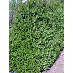 Portugisisk Laurbærkirsebær Prunus Lusitanica 'Angustifolia' Potte 5,0 Liter,- 60-80 Cm. -Plantetorvet fi15901 prunus lusitanica angustifolia 2366 2