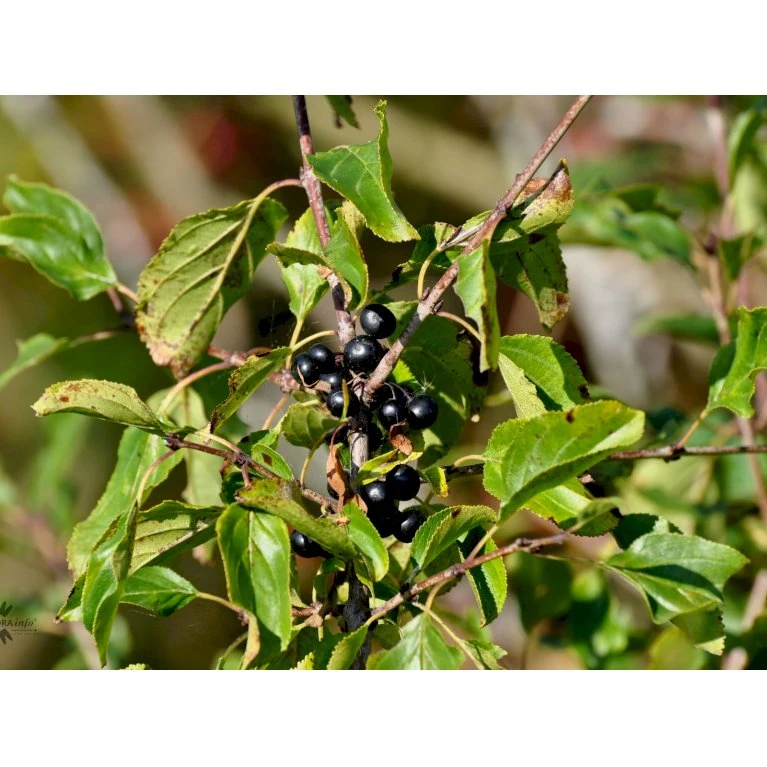 Vrietorn Rhamnus Catharticus Solitær busk 150-175 cm. - med klump Vrietorn Rhamnus Catharticus Solitær Busk 150-175 Cm. - Med Klump -Plantetorvet fi16014 rhamnus catharticus 5357