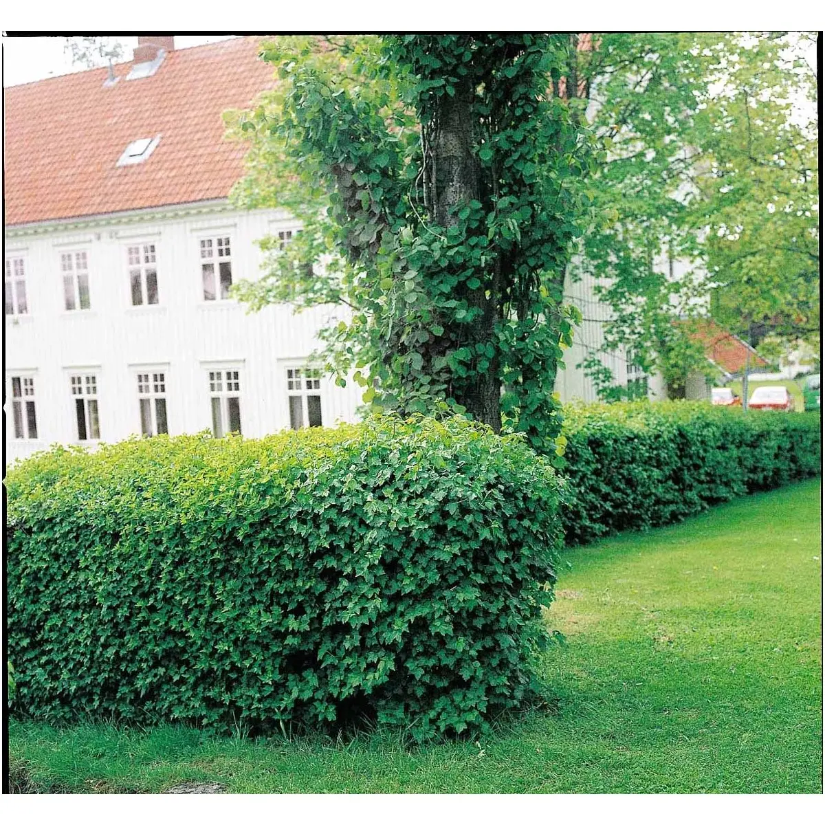 Fjeldribs 'Schmidt' - Ribes alpinum 'Schmidt' - Hækplanter Fjeldribs 'Schmidt' - Ribes Alpinum 'Schmidt' - Hækplanter -Plantetorvet fi16027 ribes alpinum schmidt ed76