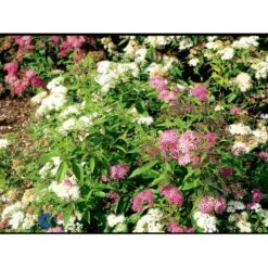 Spiræa 'Genpei' Spiraea Japonica 'Genpei' Potte 2,0 Liter,- 25-30 Cm. 5 Spiræa 'Genpei' Spiraea Japonica 'Genpei' Potte 2,0 Liter,- 25-30 Cm. -Plantetorvet fi16277 spiraea japonica genpei 09c5