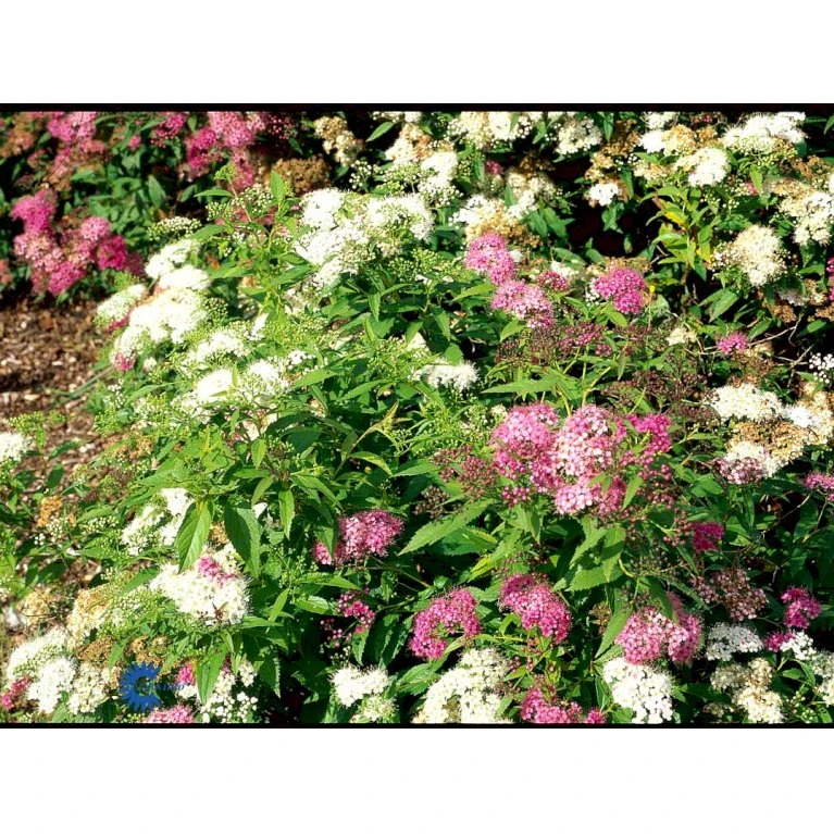 Spiræa 'Genpei' Spiraea Japonica 'Genpei' Potte 2,0 liter,- 25-30 cm. Spiræa 'Genpei' Spiraea Japonica 'Genpei' Potte 2,0 Liter,- 25-30 Cm. -Plantetorvet fi16277 spiraea japonica genpei 09c5