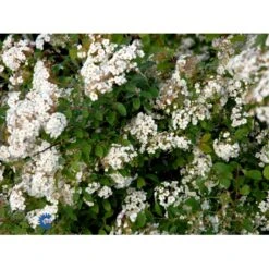 Buketspiræa Spiraea X Vanhouttei Plug + 2 års, 50-80 Cm. -Plantetorvet fi16300 spiraea vanhouttei 2a40