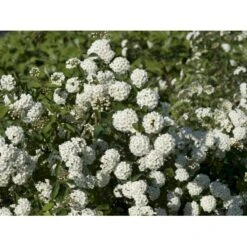 Buketspiræa Spiraea X Vanhouttei Plug + 2 års, 50-80 Cm. -Plantetorvet fi16300 spiraea vanhouttei c37c